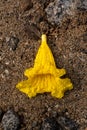 Golden trumpet flower on the ground