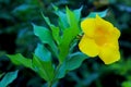 Golden trumpet, common trumpetvine, and yellow allamanda, West Lake Park, Fuzhou, China