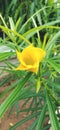Golden trumpet flower with yellow color shaped like a very beautiful trumpet to be planted in the garden