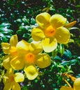 The golden trumpet flowering plant