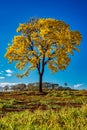 Golden trumpet tree, aka Yellow Ipe, isolated on harvested sugar cane field in sunny morning with blue sky. Tabebuia Alba tree Royalty Free Stock Photo