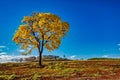 Golden trumpet tree, aka Yellow Ipe, isolated on harvested sugar cane field in sunny morning with blue sky. Tabebuia Alba tree Royalty Free Stock Photo