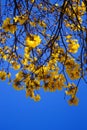 Golden trumpet tree flowering in front of blue sky.