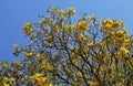 Golden trumpet tree flowers or Yellow ipe tree flowers, Handroanthus chrysotrichus Royalty Free Stock Photo