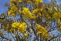 Golden trumpet tree flowers or Yellow ipe tree flowers, Handroanthus chrysotrichus Royalty Free Stock Photo