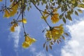 Golden trumpet tree flowers or Yellow ipe tree flowers, Handroanthus chrysotrichus Royalty Free Stock Photo