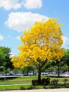 Golden trumpet tree in full bloom in median, Florida Royalty Free Stock Photo