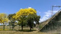 The Golden Trumpet Tree