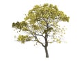 Golden_trumpet_tree_(Tabebuia_chrysantha) Royalty Free Stock Photo