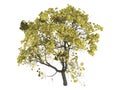 Golden_trumpet_tree_(Tabebuia_chrysantha) Royalty Free Stock Photo