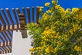 Golden Trumpet Tree White Adobe Wall Tuscon Arizona