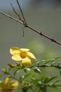 Golden Trumpet vine flower and bud Royalty Free Stock Photo