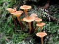 Golden Trumpets - Xeromphalina campanella