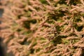 Golden Tuffet Arborvitae Royalty Free Stock Photo