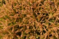 Golden Tuffet Arborvitae Royalty Free Stock Photo