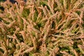 Golden Tuffet Arborvitae Royalty Free Stock Photo