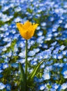 Golden tulip flower blue flower