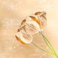 Golden tulip flowers over blurred background Royalty Free Stock Photo