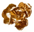 Golden tulip isolated