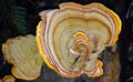 Golden Turkey tail fungi (Stereum ostrea)