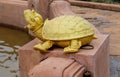 Golden turtle sculpture in Wat Pha Nam Yoi Thailand