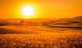Golden tuscan sunset Royalty Free Stock Photo