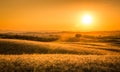 Golden tuscan sunset Royalty Free Stock Photo