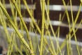 Golden-twig dogwood (Cornus sericea 'Flaviramea') branches. Royalty Free Stock Photo