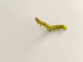 Golden Twin-spot moth larva Royalty Free Stock Photo