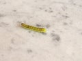 Golden Twin-spot moth larva Royalty Free Stock Photo