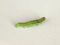 Golden Twin-spot moth larva Royalty Free Stock Photo