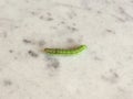 Golden Twin-spot moth larva Royalty Free Stock Photo