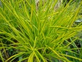 Carex elata 'Aurea' Royalty Free Stock Photo