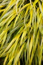 Golden variegated hakone grass