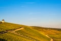 Golden vineyard in the evening light Royalty Free Stock Photo