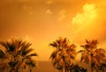 Landscape with tropic palm trees against sea Royalty Free Stock Photo