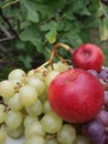 Golden and violet grapes with two apples