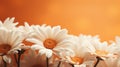 Golden Vivid Gerbera Daisies Standing Tall with Radiant Orange Petals AI Generated