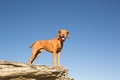 Golden vizsla dog standing on clff outdoors Royalty Free Stock Photo