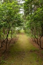 Golden  Walk thur Over Hanging Branches Royalty Free Stock Photo