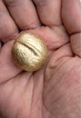 Golden walnut on hand