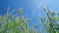 Golden warm light. Low anlgle view. Wind sways thick barley in a field creating waves. Beautiful blue sky. Natural wheat Royalty Free Stock Photo