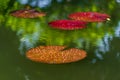 A golden water lily pad on a tranquil pond with green reflections in the water. Royalty Free Stock Photo