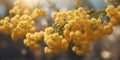 Golden wattle blossoms tiled wall in sunlight. Royalty Free Stock Photo