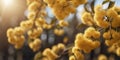 Golden wattle blossoms tiled wall in sunlight. Royalty Free Stock Photo