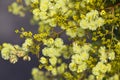 Golden Wattle