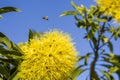 Golden Wattle, North Lakes, Queensland, Australia Royalty Free Stock Photo