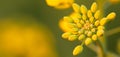 Golden Waves: Rapeseed Fields Creating a Sea of Yellow