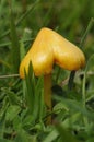 Golden Wax-cap Fungi Royalty Free Stock Photo