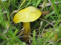 Golden Wax-cap Fungi Royalty Free Stock Photo